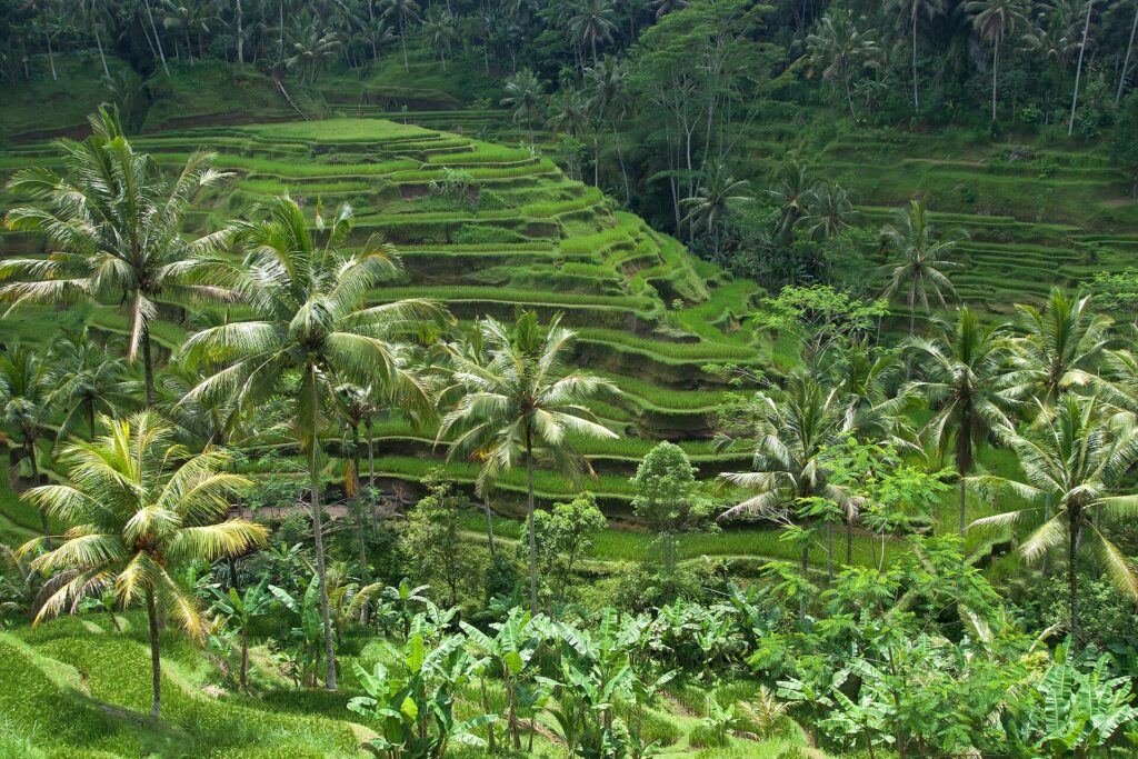 Viajar en Bali