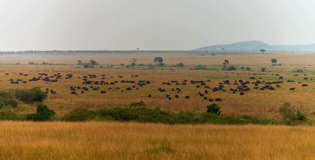 Reizen in Kenia