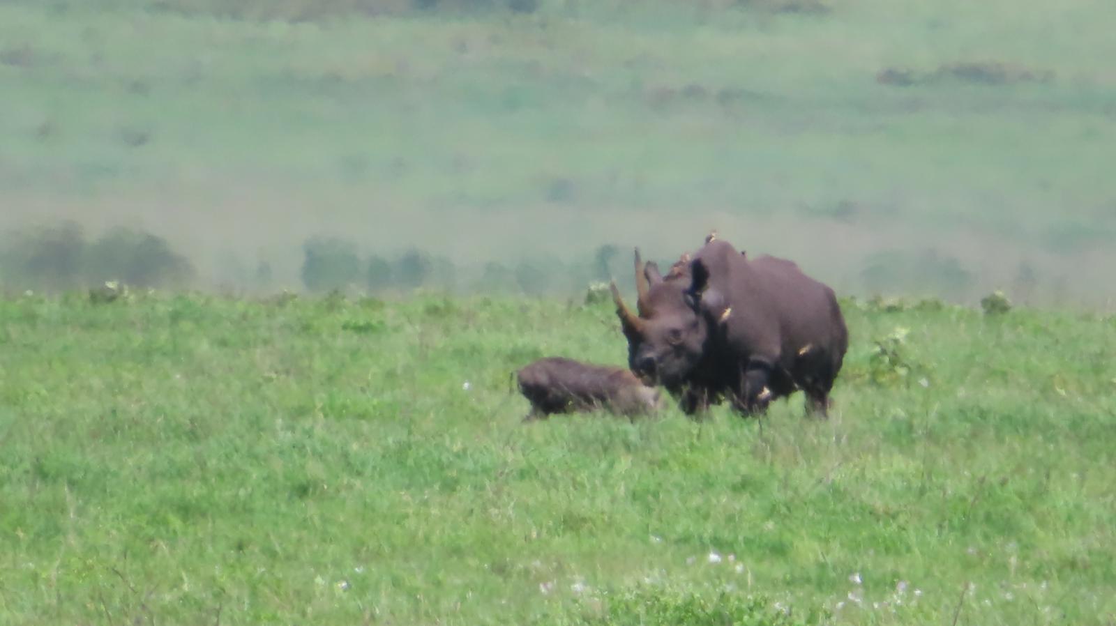 Black rhino and calf on the Ngorongoro Crater floor