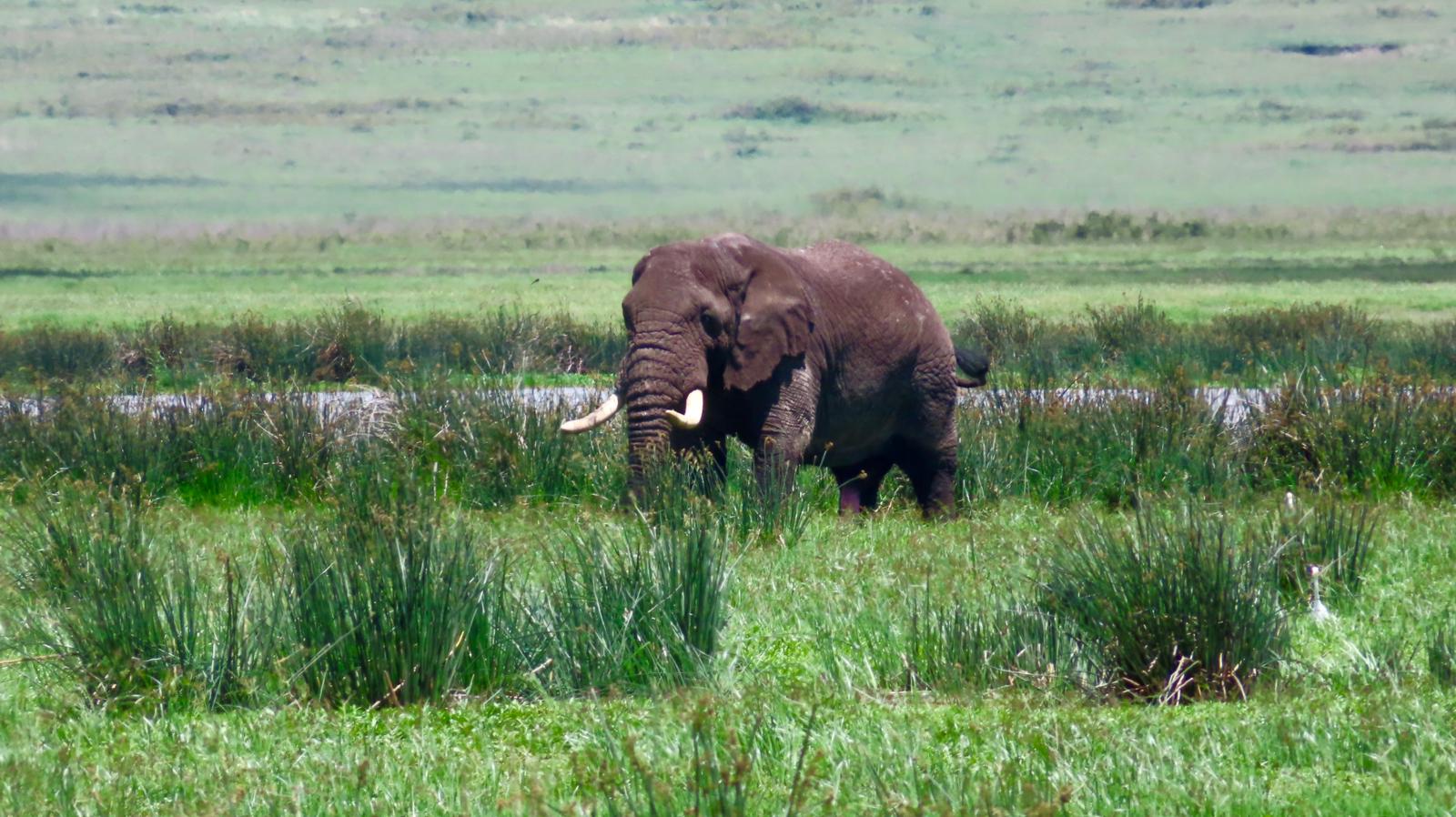 Bull elephant grazing in the marshland of the Ngorongoro Crater