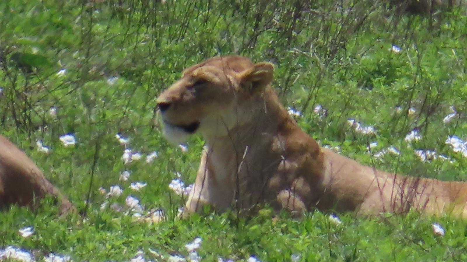 Lioness resting among the flowering grass on the Ngorongoro Crater floor