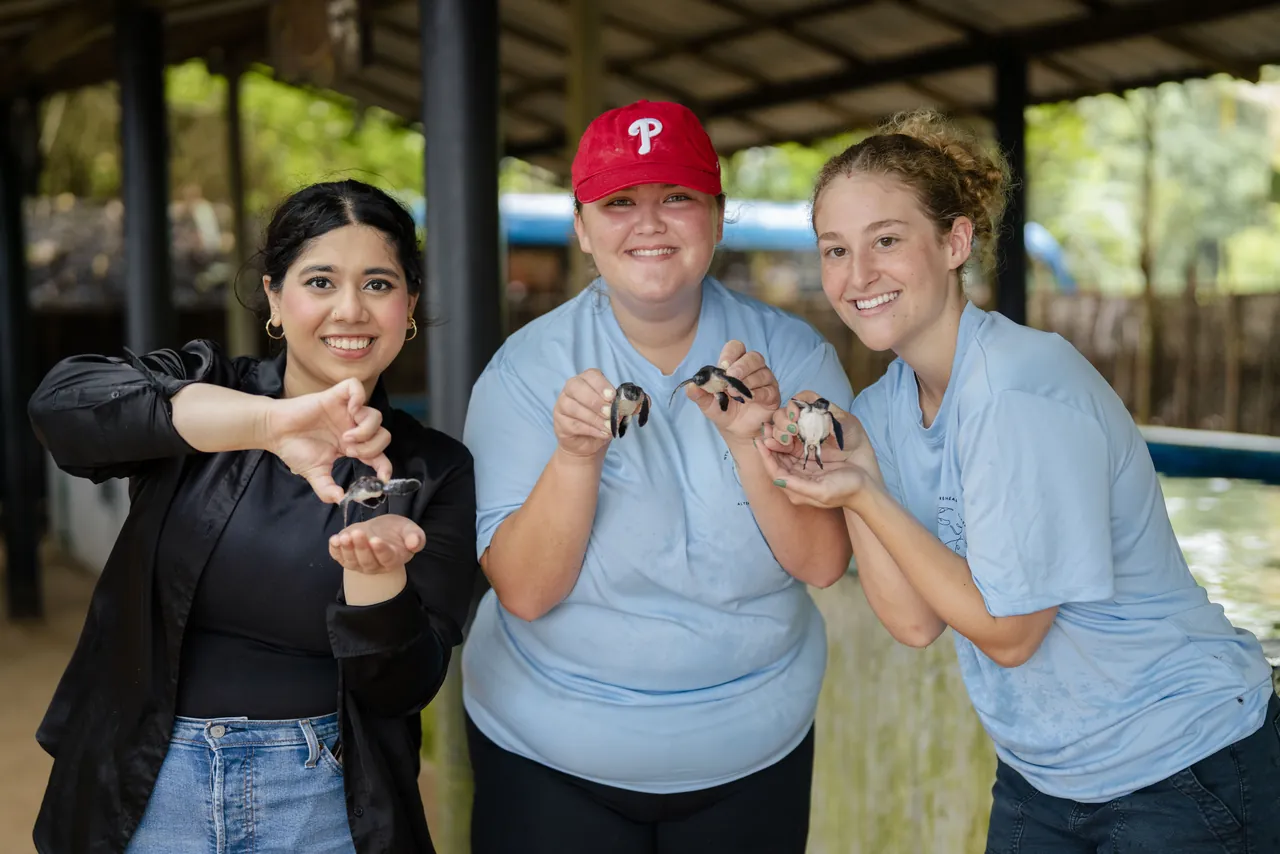 Volunteers with sea-turtle hatchlings